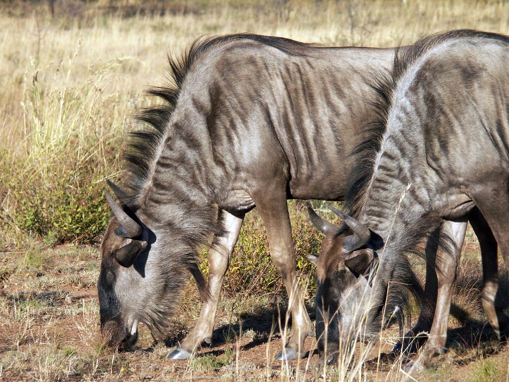 090516_Pilanesberg 262.jpg